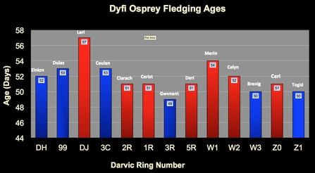 MWT - Dyfi chicks fledging ages, 2011-2016