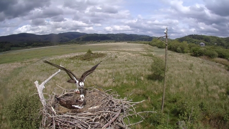 MWT - Monty delivering sea trout to Glesni and 3 chicks 2017, Dyfi Osprey Project