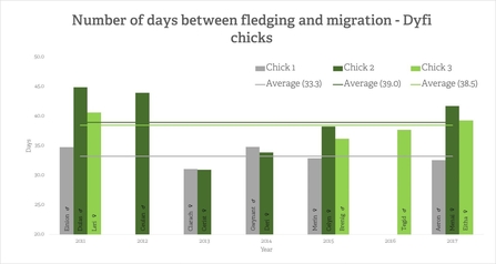 MWT - Days between fledging and migration of Dyfi chicks, 2011-2017