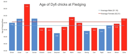 MWT - Age of Dyfi Chicks at Fledging 2011-2017