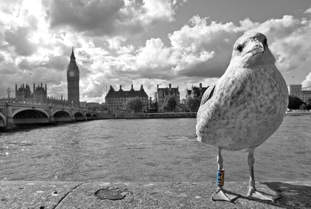 © Emyr Evans - Belgian lesser black-backed gull near Westminster bridge 2015