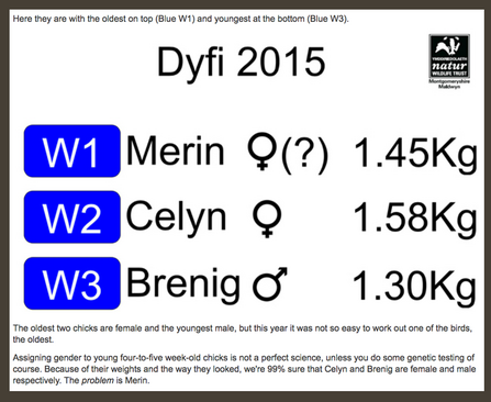 MWT - Excerpt from 2015 ringing blog about Merin's gender