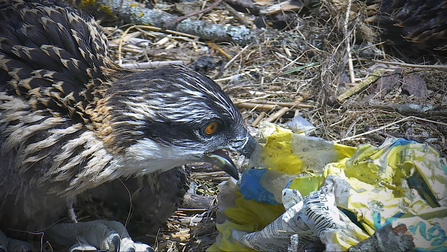 © MWT - Chick with plastic wrapper brought to nest June 2018