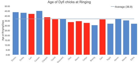 MWT - Age of Dyfi Chicks at Ringing, 2011-2017