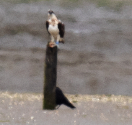 Long-distance shot of adult male Scottish osprey on Pete's Post August 2016