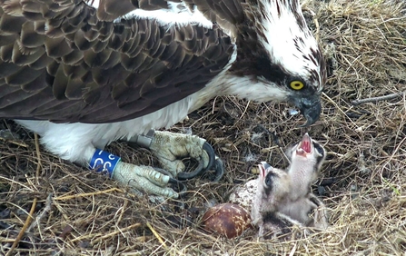 © MWT. Telyn and two chicks hatched.