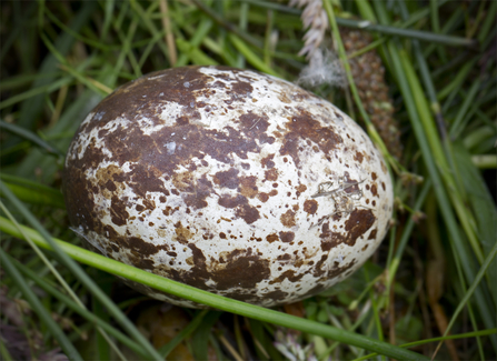 © MWT. Unhatched osprey egg, 2016, Dyfi Osprey Project