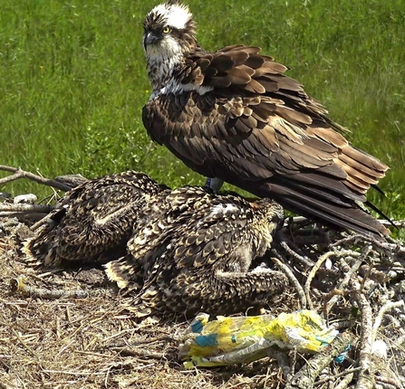 © MWT - Telyn and chicks, and plastic wrapper in nest