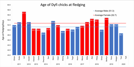 Age of Dyfi Chicks at Fledging 2011 through Tywi 2020