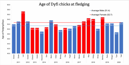 Age of Dyfi Chicks at Fledging 2011-2020