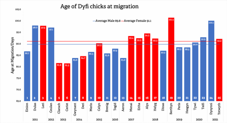 Age of Dyfi chicks at migration 2011-2021