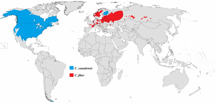 Map of beaver populations