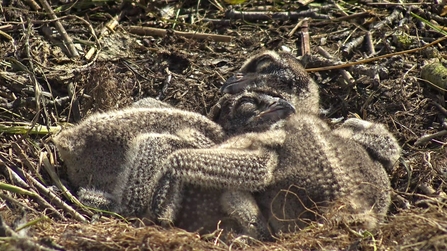© MWT. Three osprey chicks sleeping, Dyfi Osprey Project