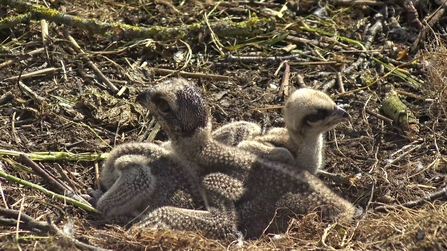© MWT - Three osprey chicks, Dyfi Osprey Project