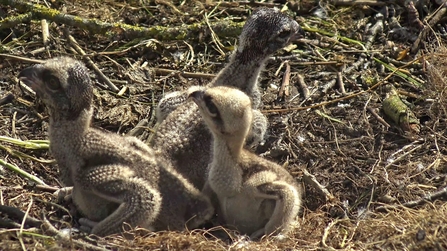 © MWT. Osprey chicks, Dyfi Osprey Project