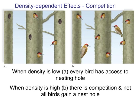 Density-dependent effects - competition