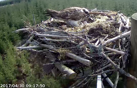 © Forestry Commission England. Four egg clutch at Kielder, 2017