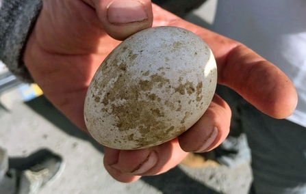 Unhatched egg retrieved at Llyn Brenig during ringing 2019