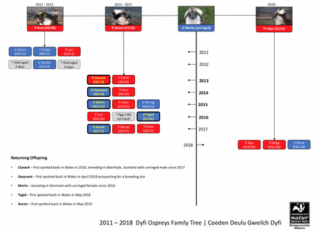 Dyfi family tree 2011-2018