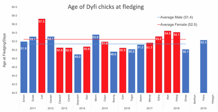 MWT - Age of Dyfi chicks at fledging 2011-Peris 2019