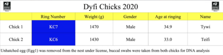 Dyfi chicks 2020 ringing data