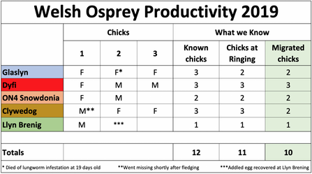 Welsh Osprey Productivity 2019