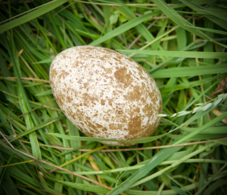 Unhatched egg (egg 1), 2020. © MWT