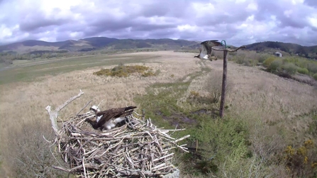 Unidentified ringed female intruding at Dyfi May 4th 2021. © MWT