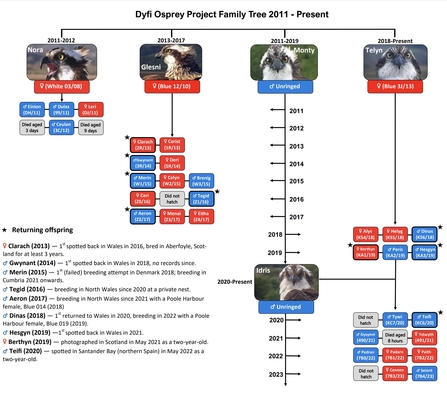 Dyfi Osprey Family Tree 2023