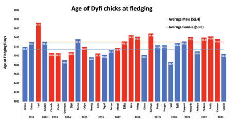 Age of Dyfi chicks at fledging