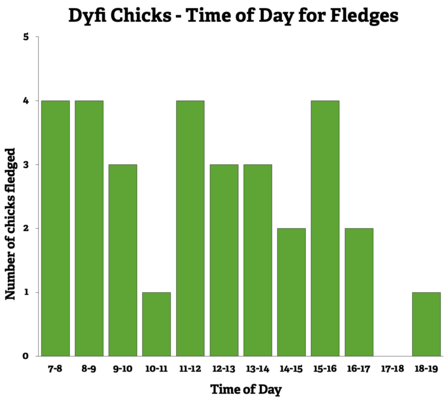 Dyfi Chicks - Time of Day for Fledges