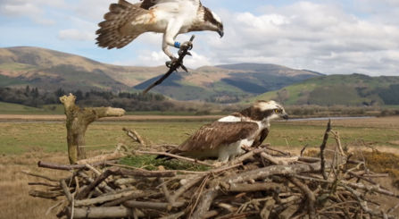 Telyn and Idris rebuilding their nest - and their bonding - for another season