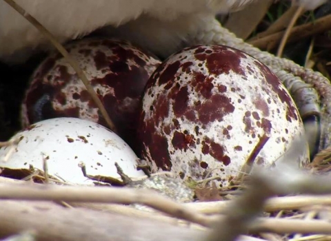 MWT Dyfi three eggs in nest