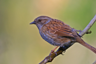 Dunnock