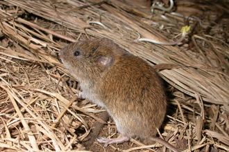 Field vole