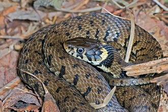 Grass snake