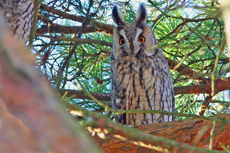 Long-eared owl