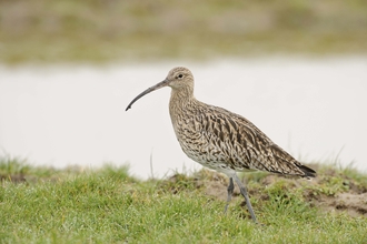 Curlew