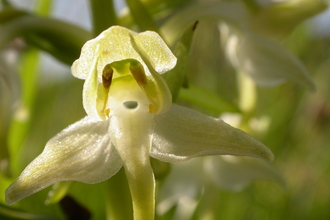 Greater Butterfly-orchid