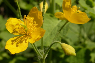 Greater Celandine