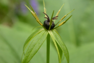 Herb-Paris