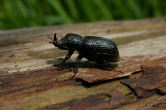 Rhinoceros Beetle