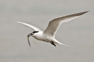 Sandwich Tern