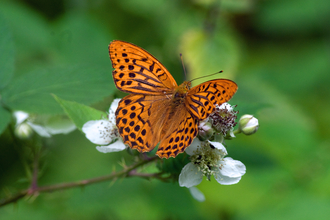 Silver-washed Fritillary