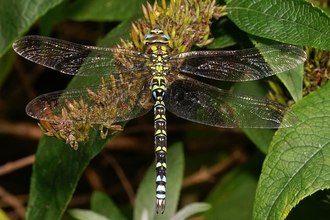 Southern Hawker