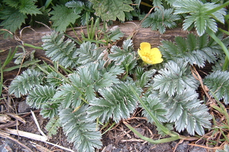 Silverweed