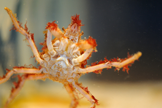 Great Spider Crab