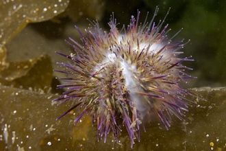 Green sea urchin