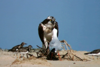 Osprey and slender-billed gull, BBC Autumnwatch