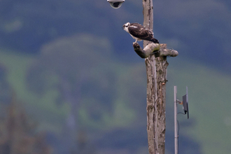 Dulas, Dyfi Osprey Project, 11/09/11